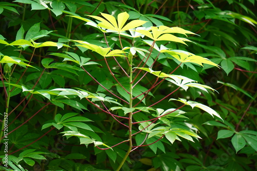 Φωτογραφία Closeup of vibrant green palmate compound leaves from cassava plant