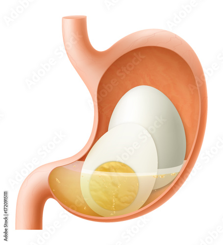Human Stomach with egg. The stomach digests boiled chicken egg. A stomach filled with healthy food. Proper nutrition. Realistic 3d Vector illustration. Food digestion process illustration
