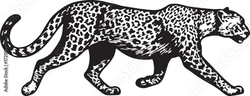 Black and white illustration of a powerful leopard walking with a spotted coat and long tail
