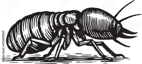 Vintage engraving style illustration of a termite insect showing detailed anatomy and texture