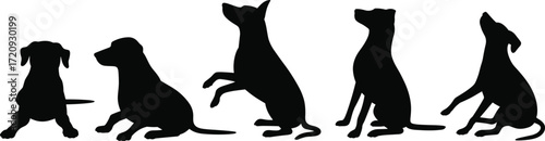 Flat Vector Illustration of Dog Growth Stages, Showing Playful Puppy to Adult Dog, Animal Evolution and Behavior Progression