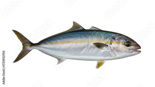 Yellowtail Amberjack marine life art print on a white background