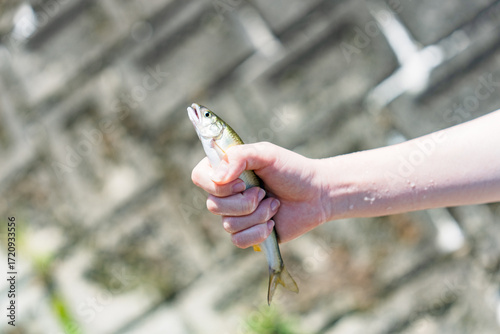 鮎 （ アユ 川魚 ）の つかみ取り の 川遊び で 自然体験 【 夏休み の 思い出 】