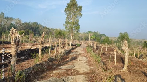 Landscape forest in Gunungkidul Yogyakarta