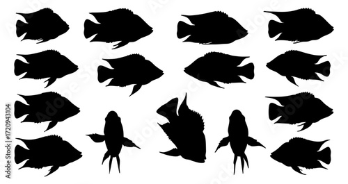 Silhouette Detailed Freshwater Cichlid Fish School Variety Illustration