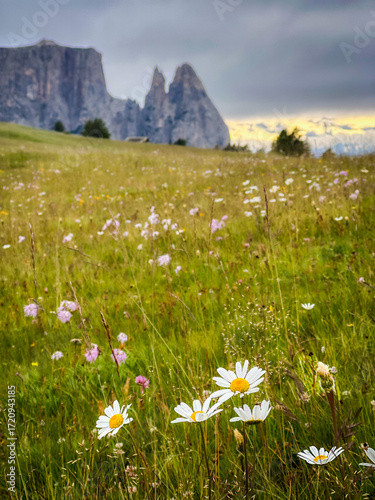 View over alpine meadows towards the Schlern on the Seiser Alm in the Dolomites, South Tyrol, Italy.