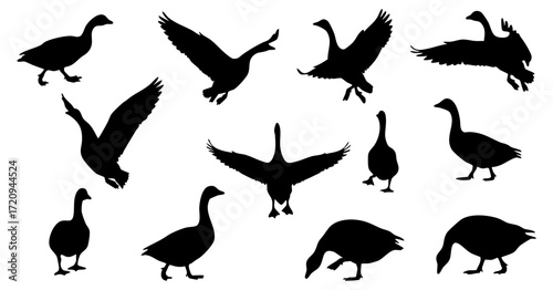 Simple Silhouette Goose Collection with Various Poses Isolated Bird Illustration