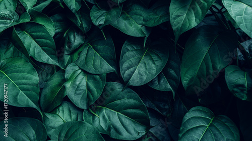 abstract tropical leaf textures on dark tone, natural green background.