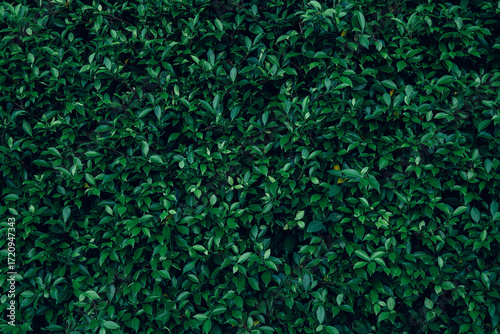 closeup nature view of green leaf texture, dark wallpaper concept, nature background, tropical leaf.
