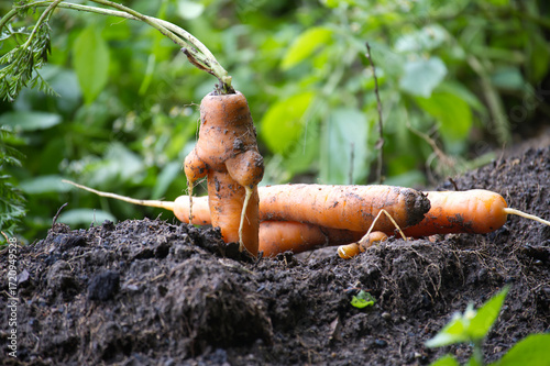 Close-up of a unique carrot in the soil with other carrots and green foliage.