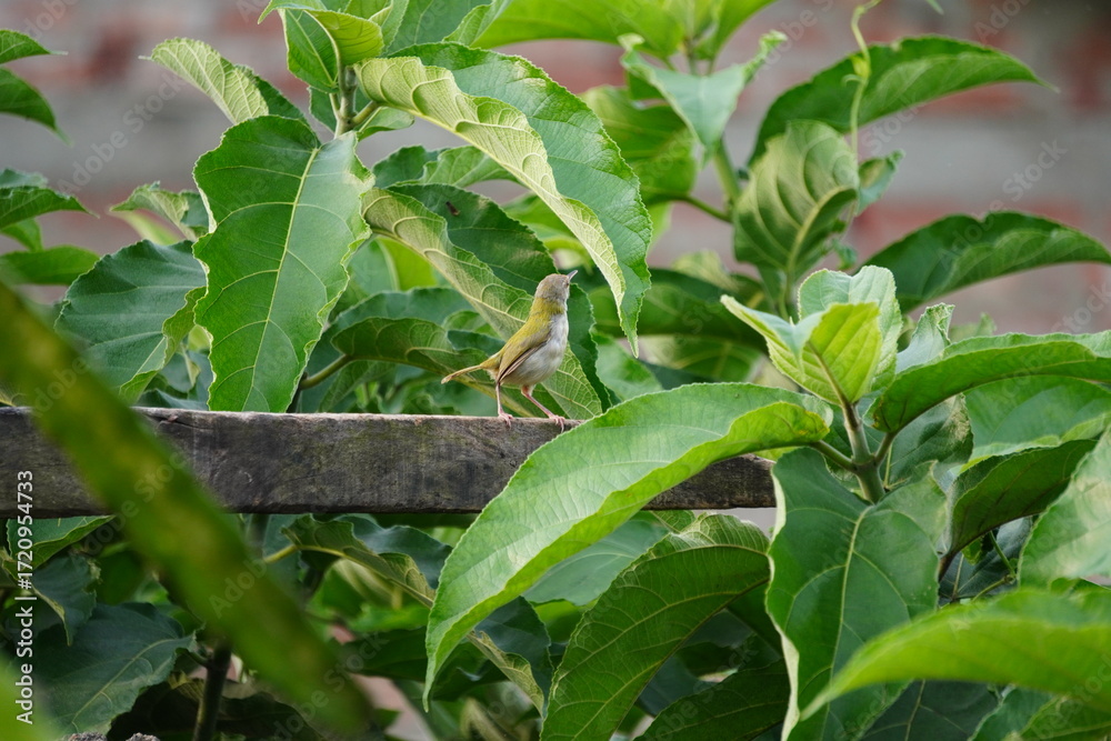 Fototapeta premium Tailorbird Perfectly Camouflaged Among Lush Vibrant Foliage