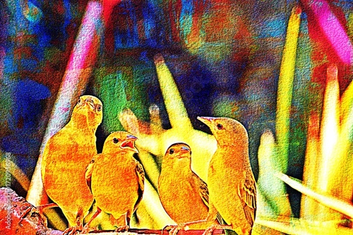 Close up of yellow weaver birds mixed media