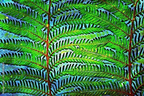 Close up of new tree fern leaves in my garden mixed media