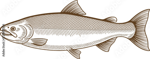 Detailed illustration of a salmon fish with a vintage engraving style