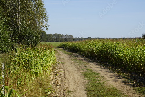 A dirt road at the edge of a corn field. A river floodplain. Indian summer.