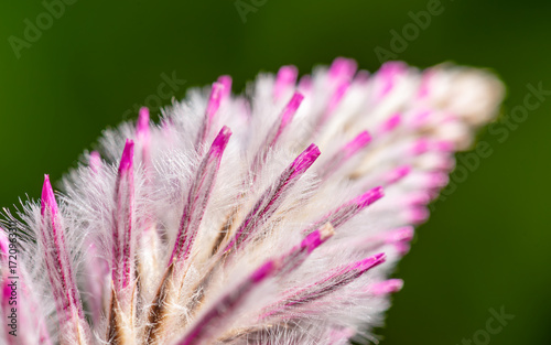 Close up view of Ptilotus exaltatus flowering plant commonly known as tall mulla mulla, large pink pussy-tails, pink mulla mulla , lambs tail or showy foxtail.