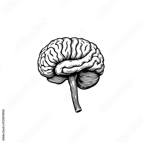Monochrome cerebral organ engraving showcasing detailed convolutions symbolizing intellect