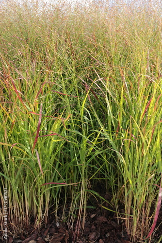Panicum virgatum. Ornamental grass in the garden.