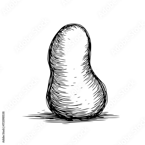 Single pear illustration with pen sketch art style over white background presents organic fruit
