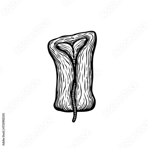 Stylized botanical illustration displaying a unique corn kernel with intricate line work creating