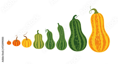 A colorful collection of assorted squash varieties displayed in a graduating size order.