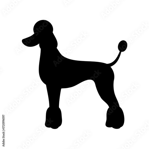 Elegant Poodle Silhouette on White Background showcasing classic Breed Standards and Grooming