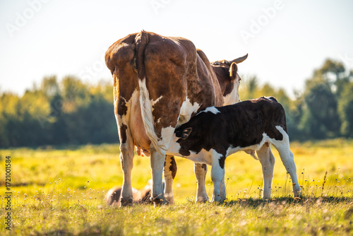 Calf suckling milk from mother cow on green meadow in summer. Cows on a field