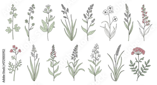 Collection of delicate hand drawn botanical illustrations of wild grasses and wildflowers.