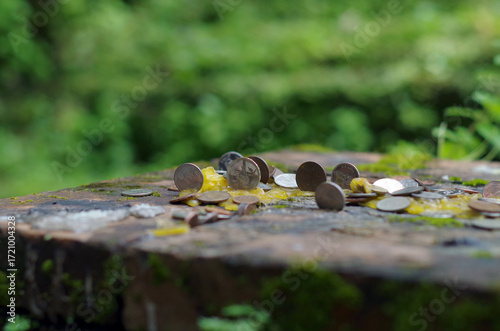 Coins lay on the mossy ground in the forest.