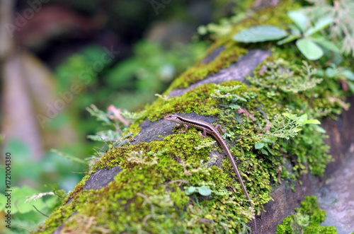 Green moss covers the natural stone wall and lizards (Scincidae) cling to it.