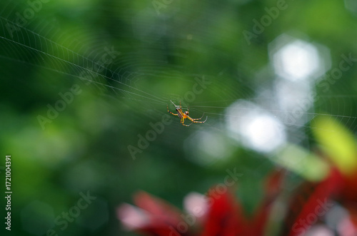 Spider on a web in nature, blurred background from leaves.
