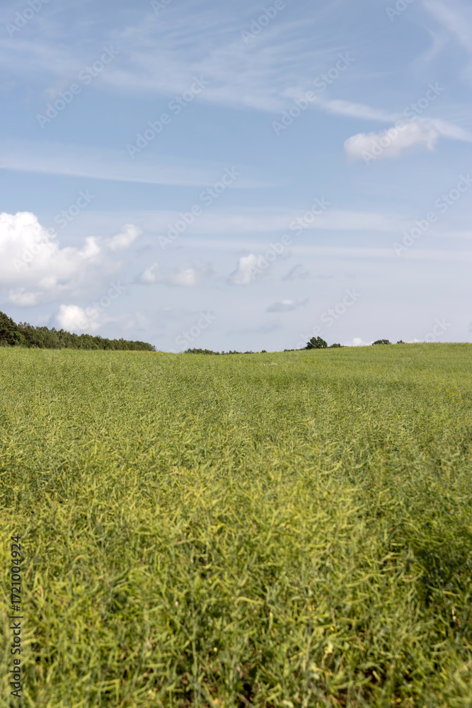 Fototapeta premium monocultural agricultural field with rapeseed pods on a warm summer day in cloudy weather, beautiful thin unripe rapeseed pods used for food and fuel production
