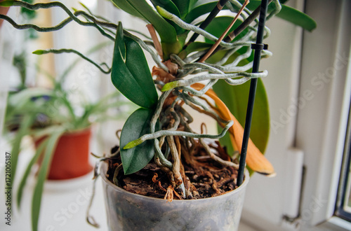 Close-up of the roots and leaves of the phalaenopsis orchid in a flower pot on the windowsill in the house.