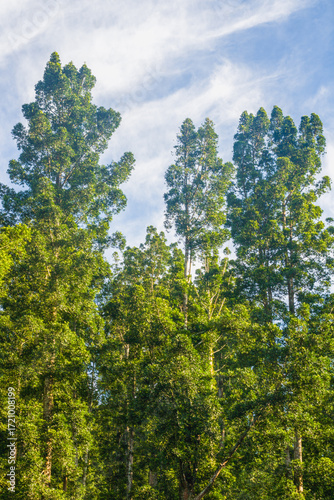 A tall forest tree from the ancient conifer family Araucariaceae, genus Agathis (Agathis dammara) In Indonesia, this tree is known as the damar tree or kauri.