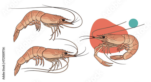 Marine crustaceans exhibit complex social dynamics and predator avoidance behaviors. Their escape mechanisms involve rapid tail flexion and coordinated movements.