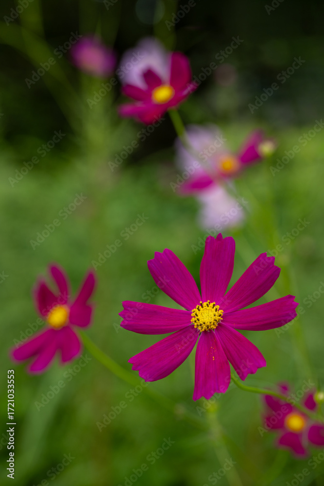 Obraz premium Close-up of Dark Pink Cosmos Flower with Soft Background