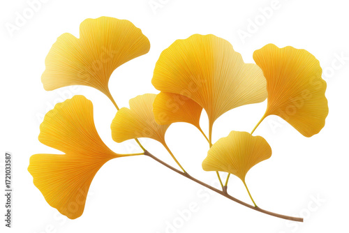 Golden ginkgo leaves branch on black background in botanical illustration, cut out