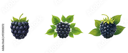 Three Ripe Blackberries with Green Leaves, Vector Illustration