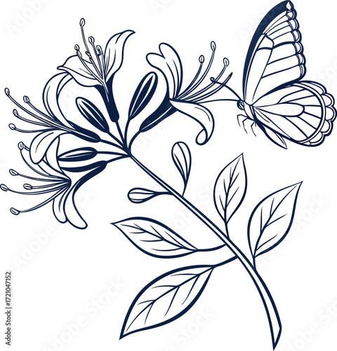 Elegant line art of a honeysuckle flower with a delicate butterfly illustration