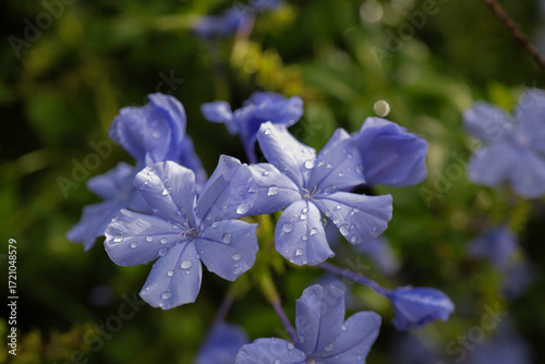 明るめの背景、雫のついた紫色の花