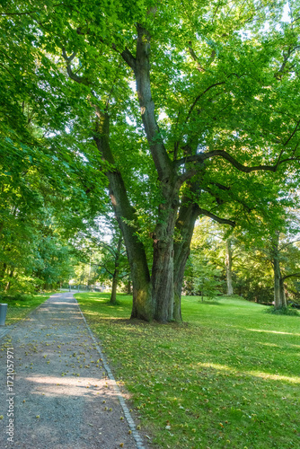 Castanea sativa Esskastanie Parkbaum Detail Habitus mit heruntergefallenen Früchten