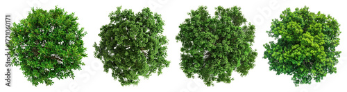 PNG Lush green top view foliage, element set on transparent background