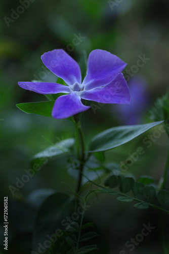 青いツルニチニチソウ