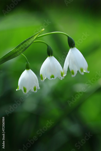 メルヘンチックなスノーフレーク