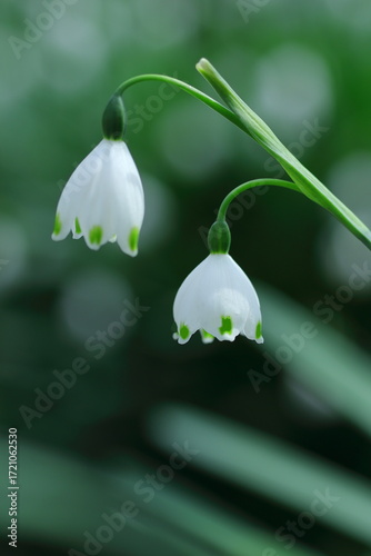 可愛いスノーフレーク