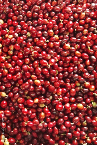 close up of fresh coffee beans for background                 