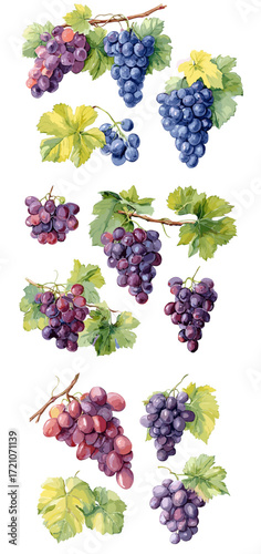 Grapes with green leaves in various arrangements and colors  