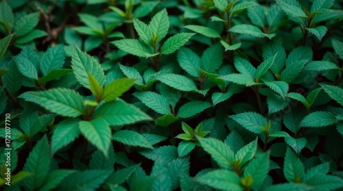 Vibrant Leafy Greenery: A close-up, eye-level perspective showcases a lush tapestry of fresh, green leaves in a natural environment, celebrating the intricate details of nature's artistry.