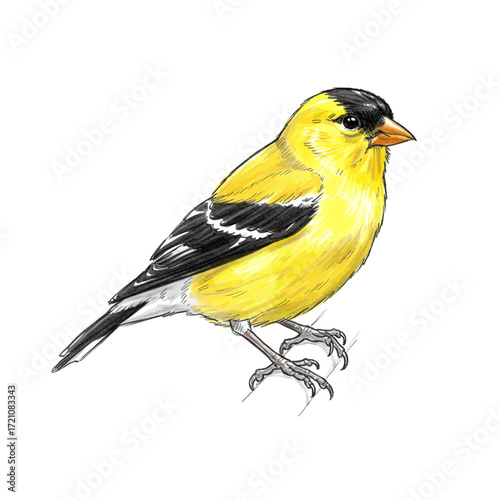 Bright Colored Sketch of an American Goldfinch Perched, showcasing its vivid yellow and black plumage, symbol of summer.
