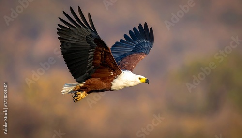 Majestic African fish eagle soars with powerful wings outstretched against a soft, blurred natural background